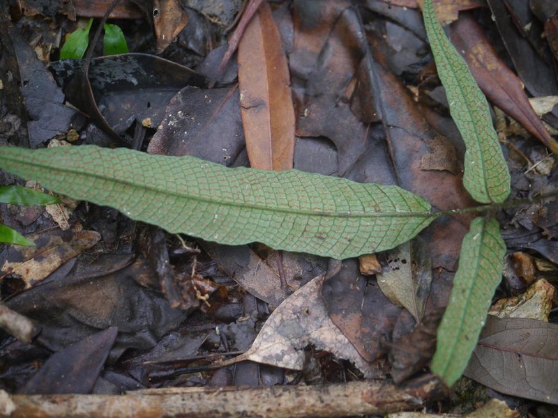Threeleaf Maiden Fern photo 8