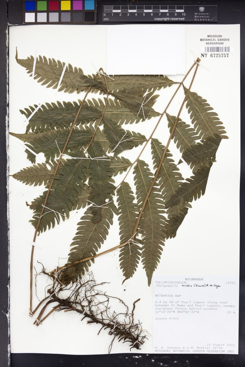 Thelypteris tristis