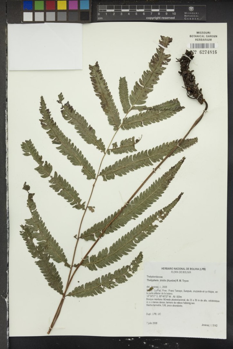 Thelypteris tristis photo 2