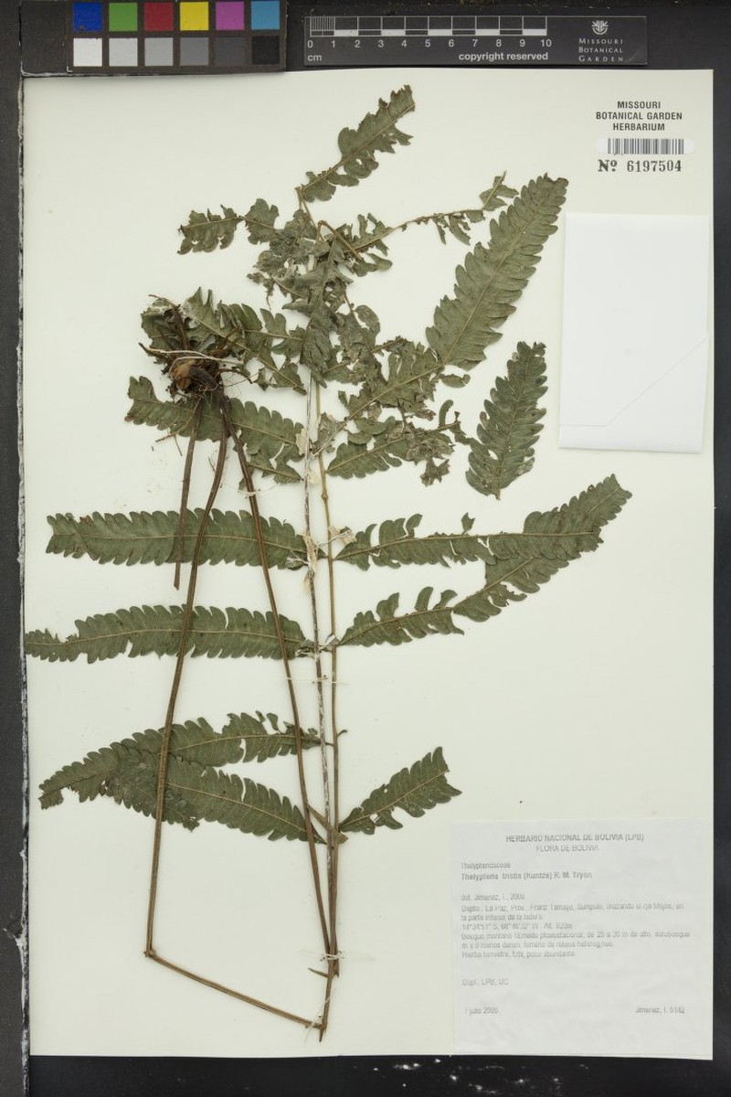 Thelypteris tristis photo 3