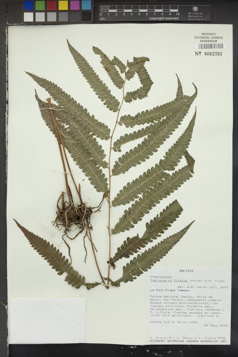Thelypteris tristis photo 4