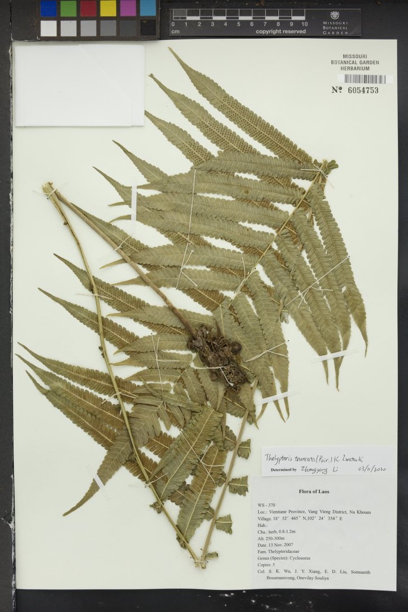 Thelypteris truncata