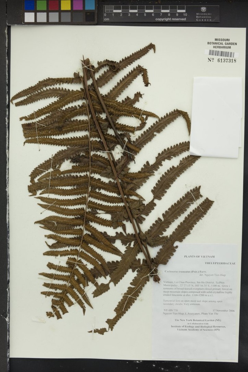Thelypteris truncata photo 2