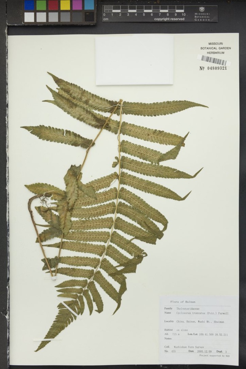 Thelypteris truncata photo 3