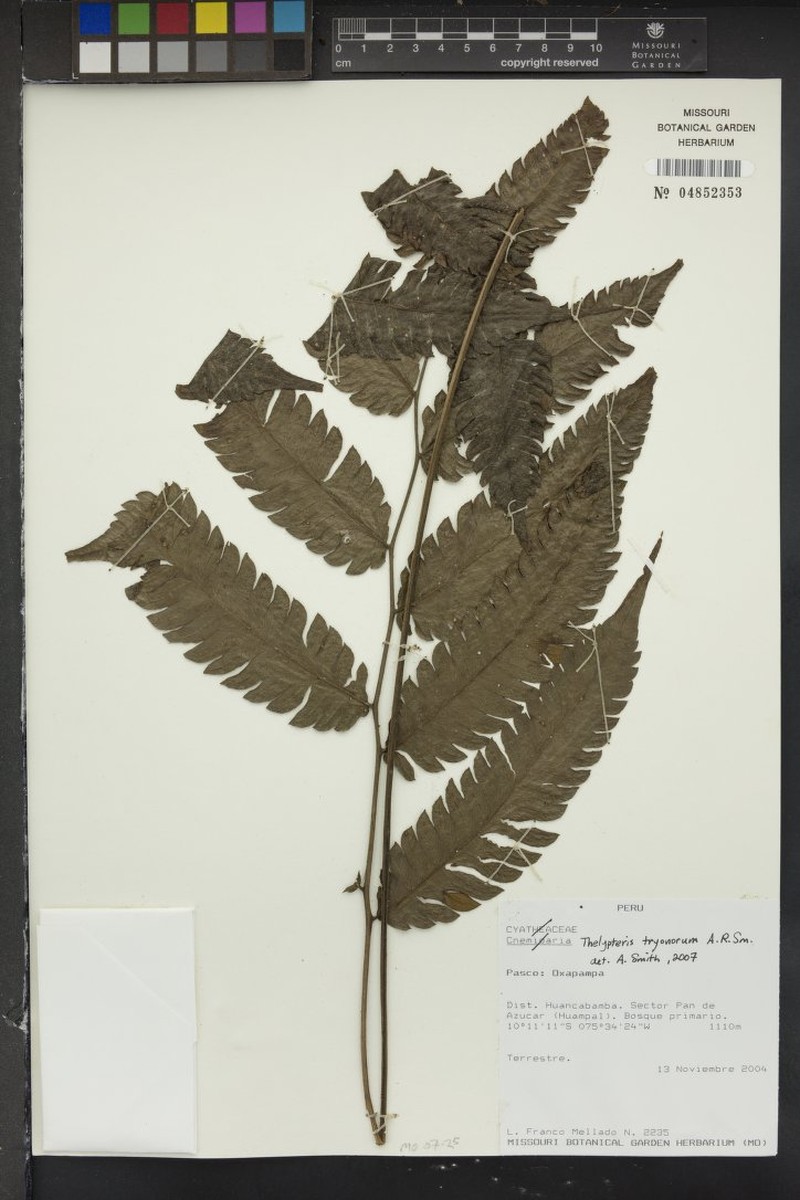 Thelypteris tryoniorum