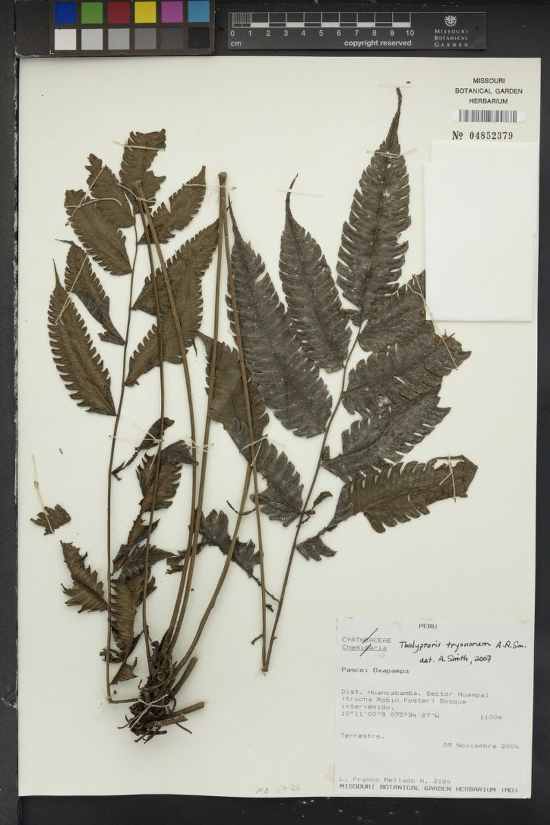 Thelypteris tryoniorum photo 2