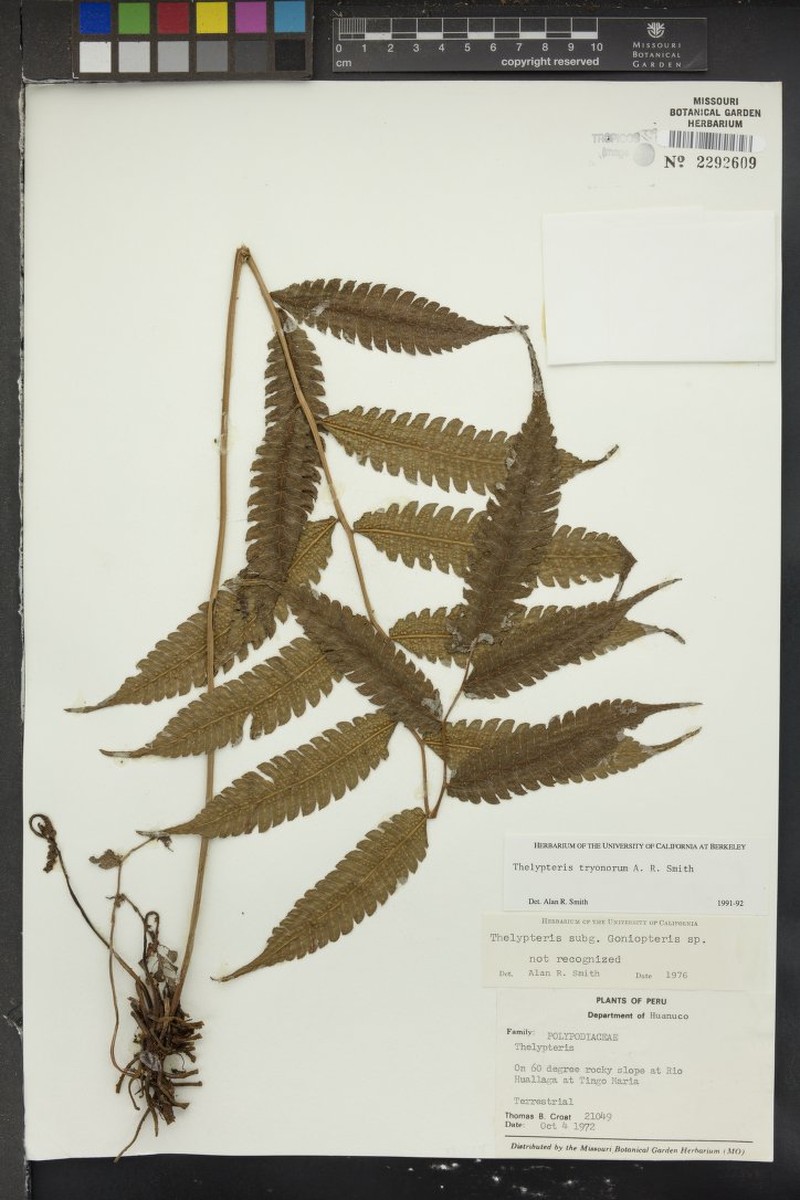 Thelypteris tryoniorum photo 3