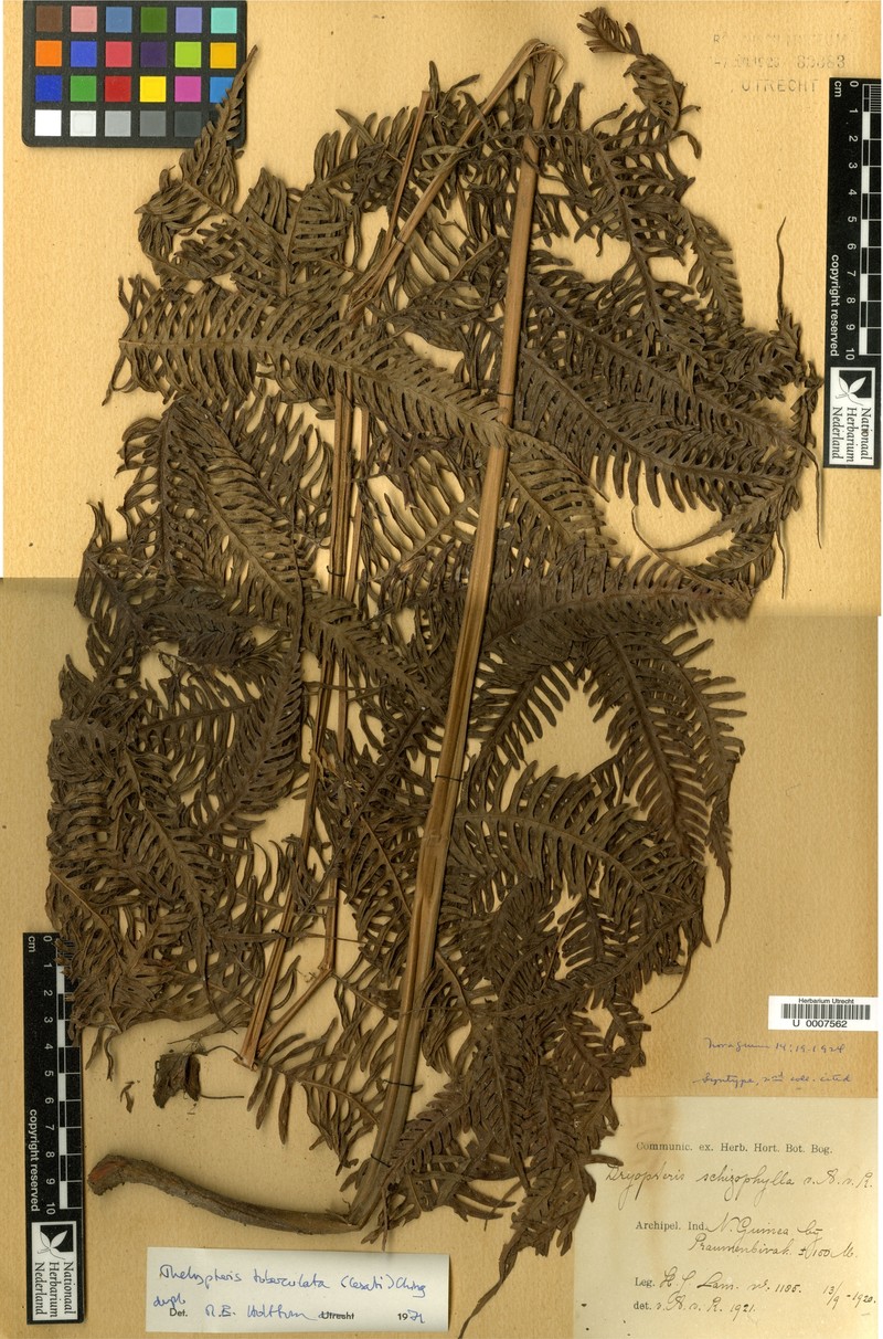 Thelypteris tuberculata