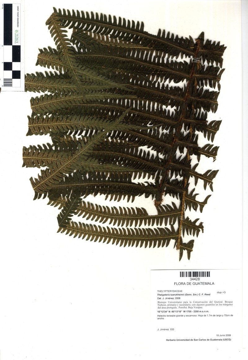 Thelypteris tuerckheimii