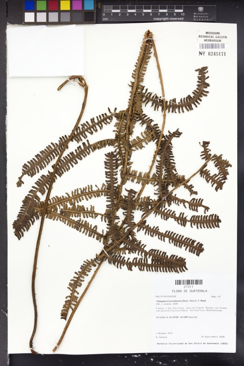 Thelypteris tuerckheimii photo 2