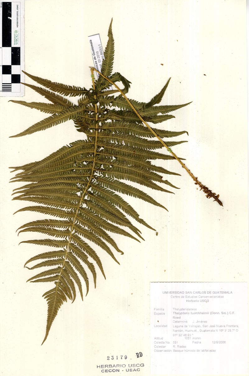 Thelypteris tuerckheimii photo 3