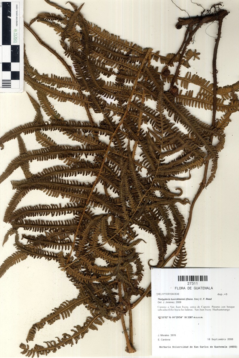 Thelypteris tuerckheimii photo 4