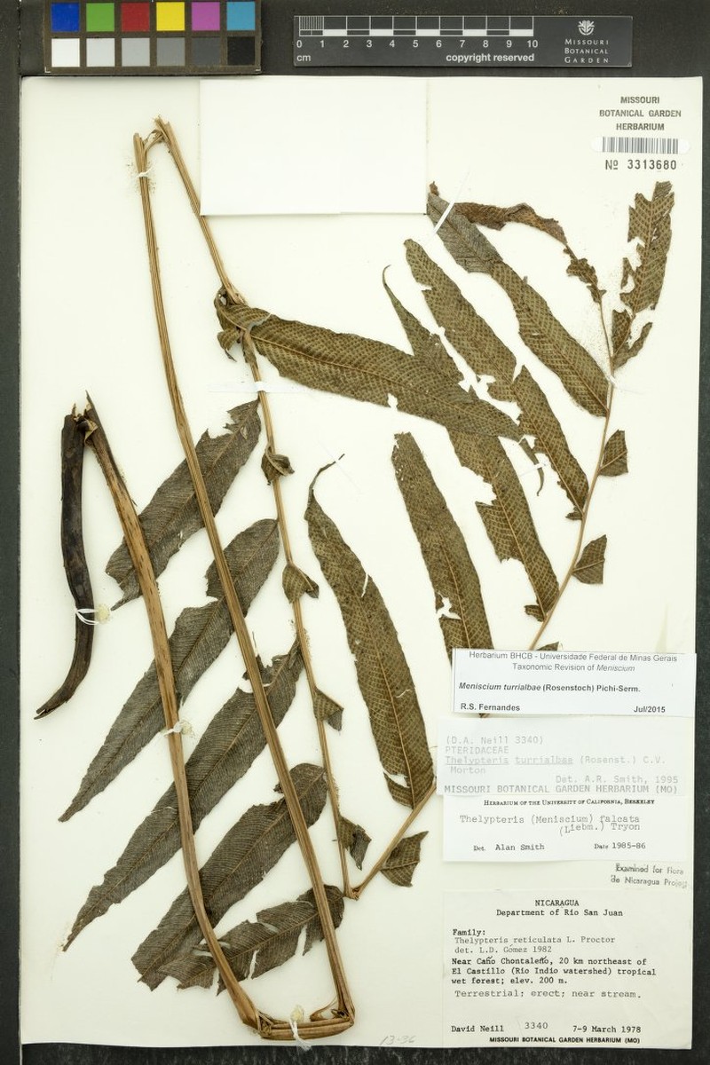 Thelypteris turrialbae