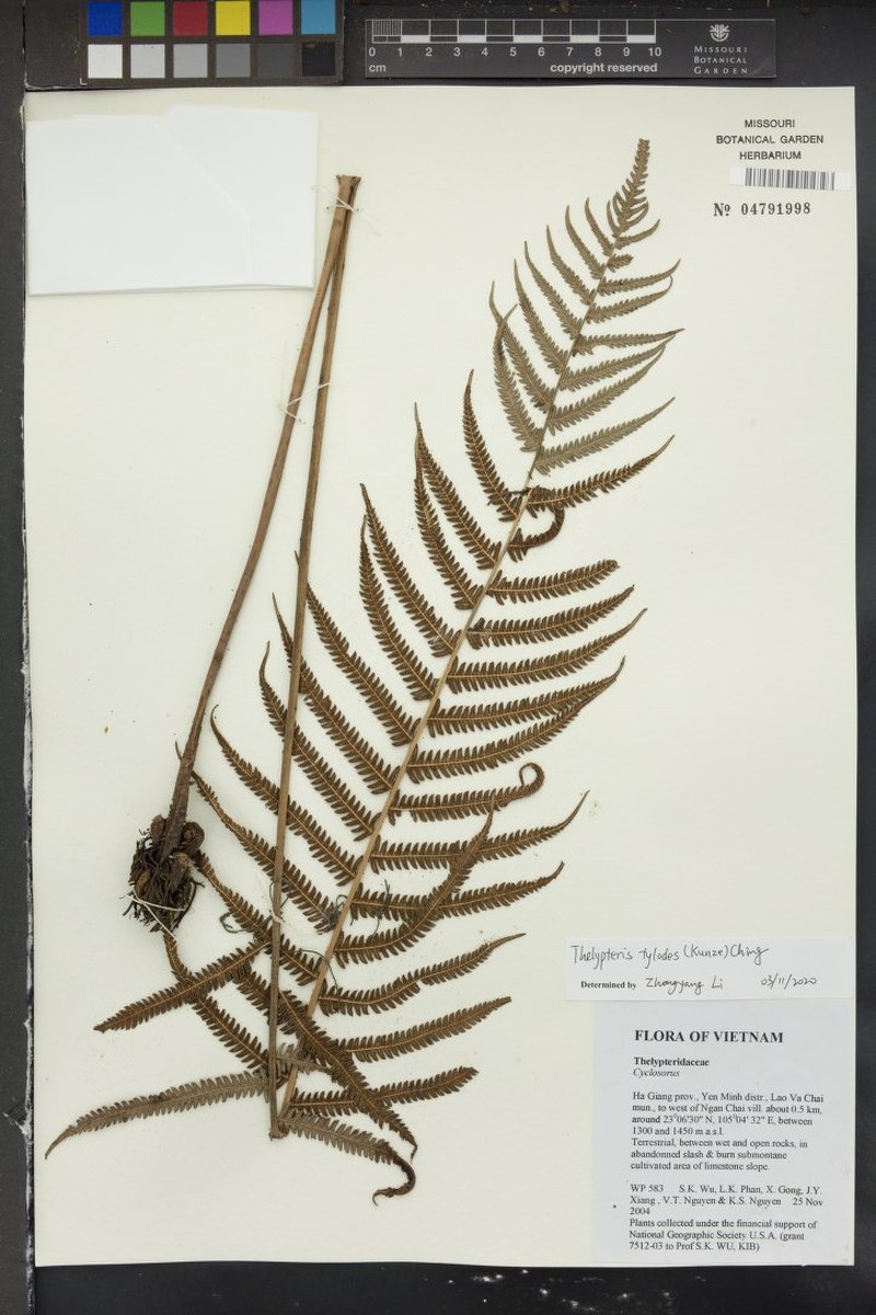 Thelypteris tylodes
