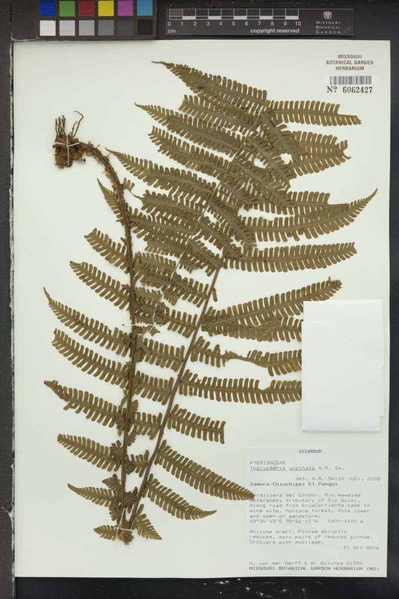 Thelypteris uncinata