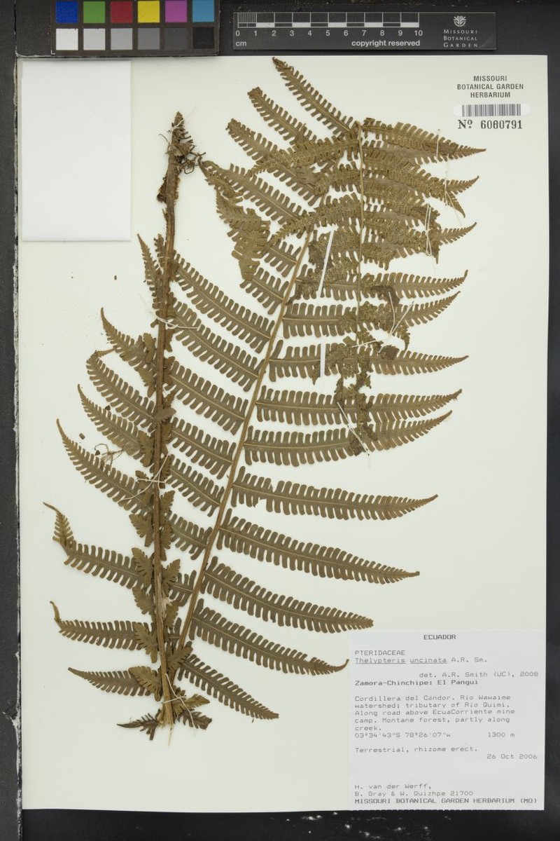 Thelypteris uncinata photo 2