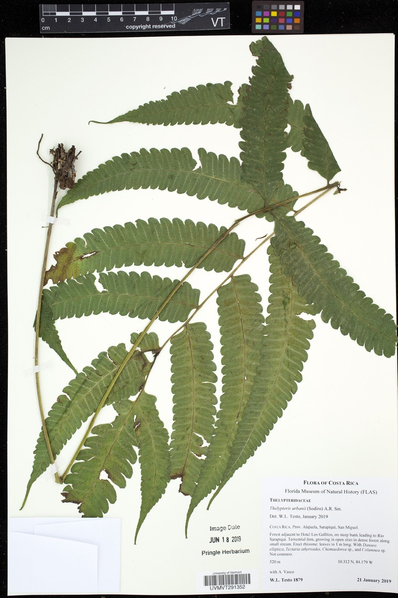 Thelypteris urbani photo 2