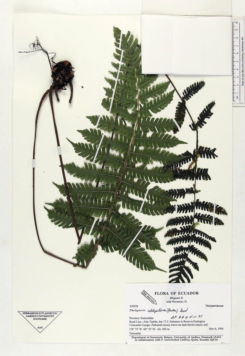 Thelypteris valdepilosa