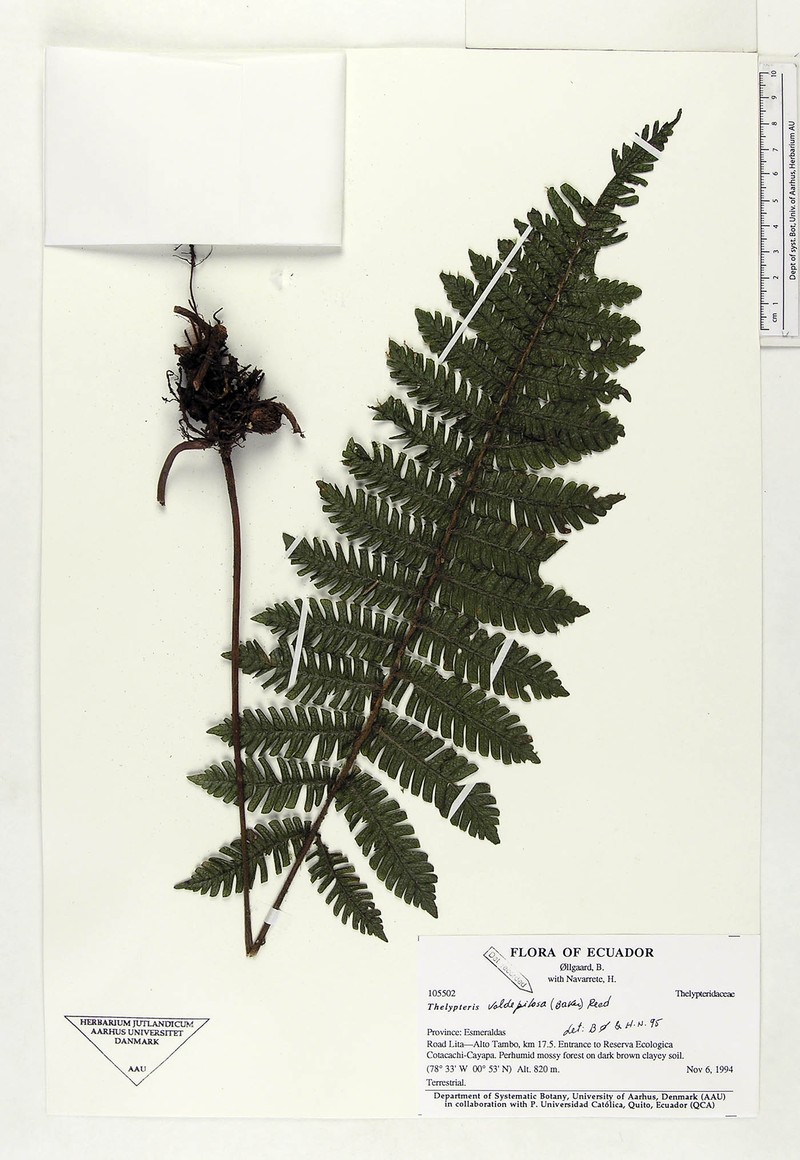 Thelypteris valdepilosa photo 2