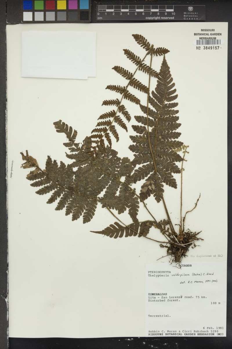 Thelypteris valdepilosa photo 3