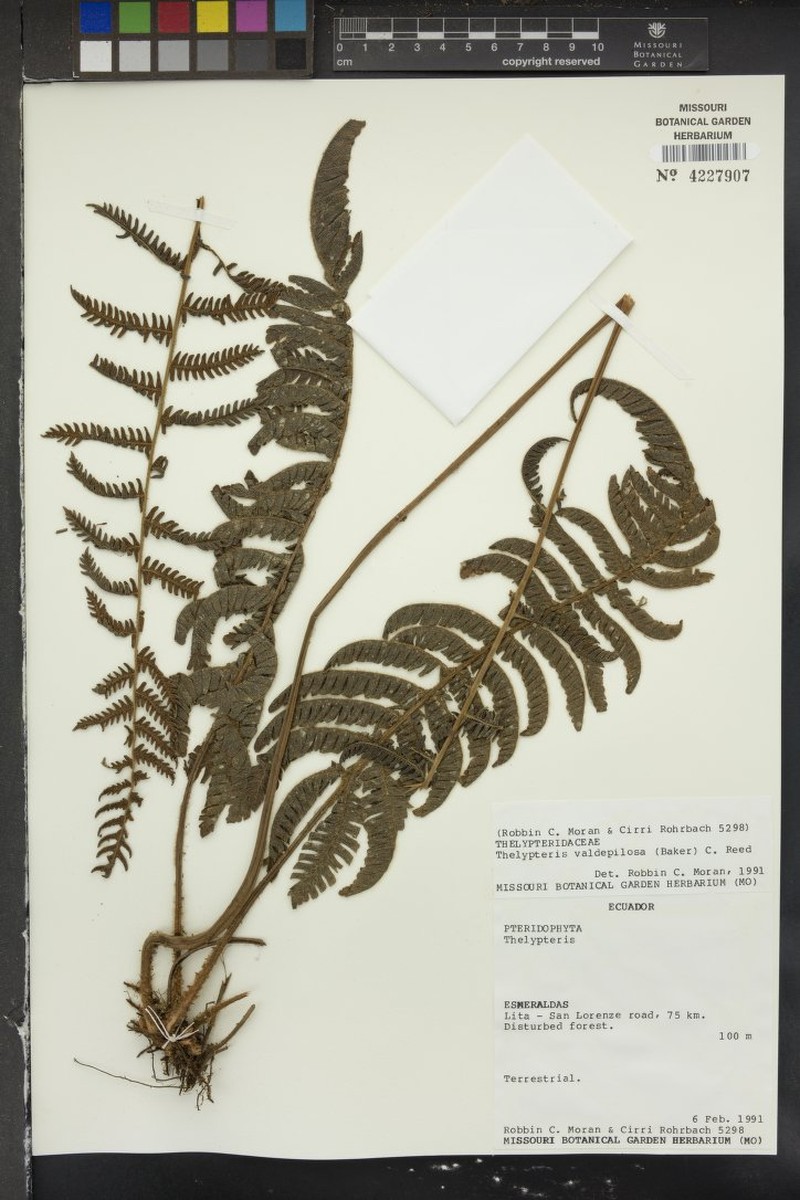 Thelypteris valdepilosa photo 4