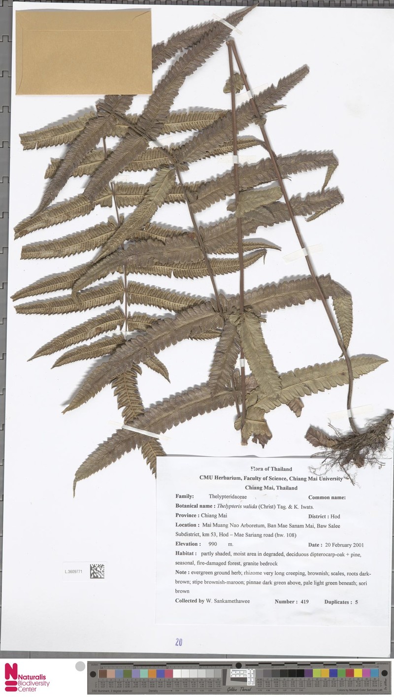 Thelypteris valida