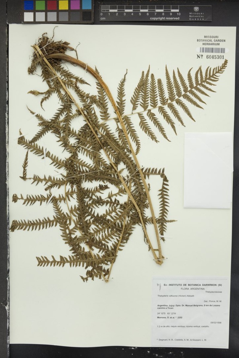 Thelypteris vattuonei