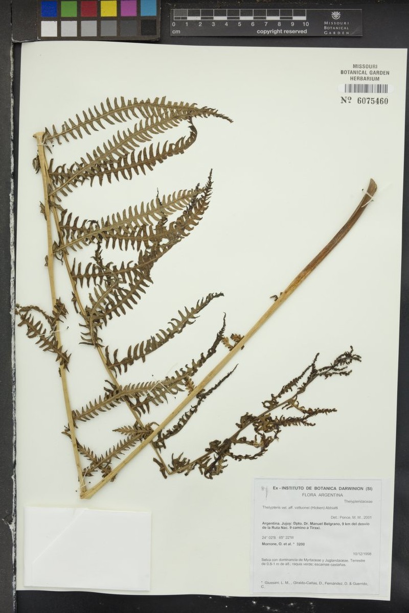 Thelypteris vattuonei photo 2