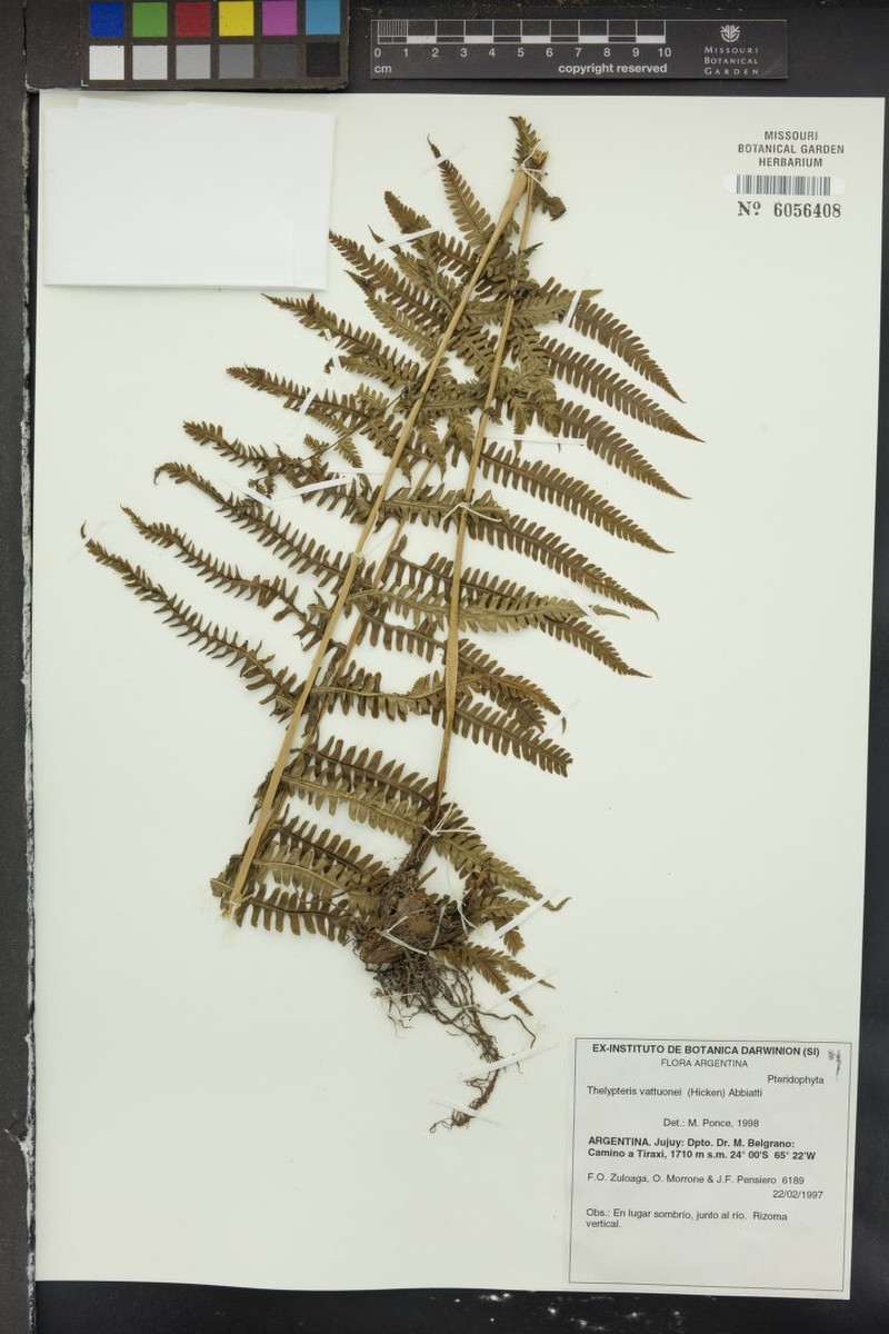 Thelypteris vattuonei photo 3
