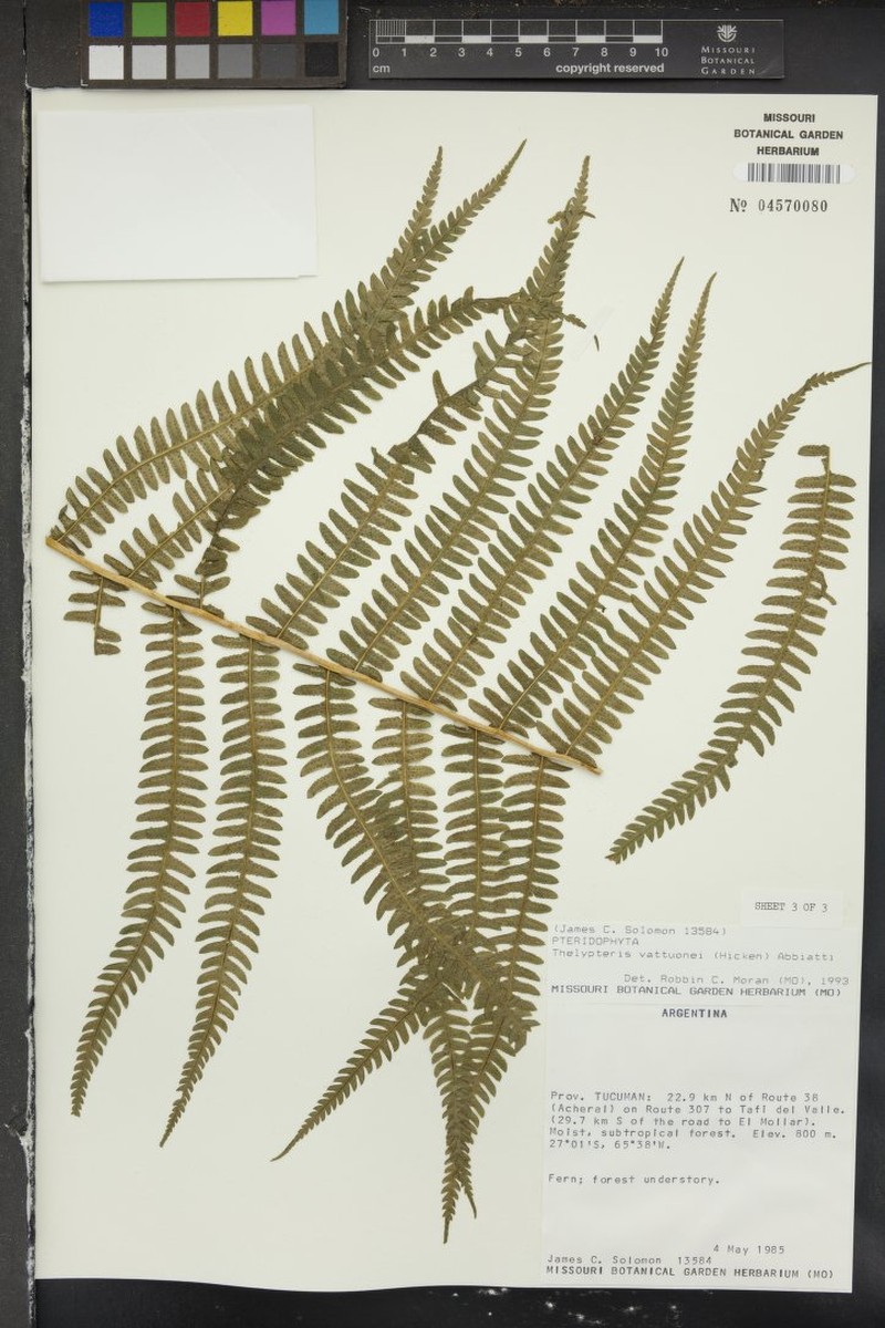 Thelypteris vattuonei photo 4