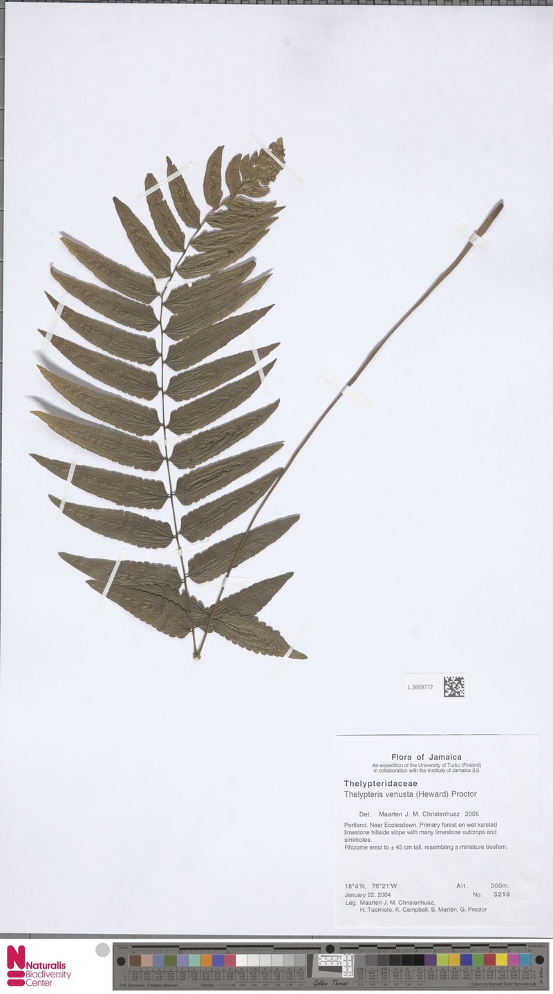 Thelypteris venusta