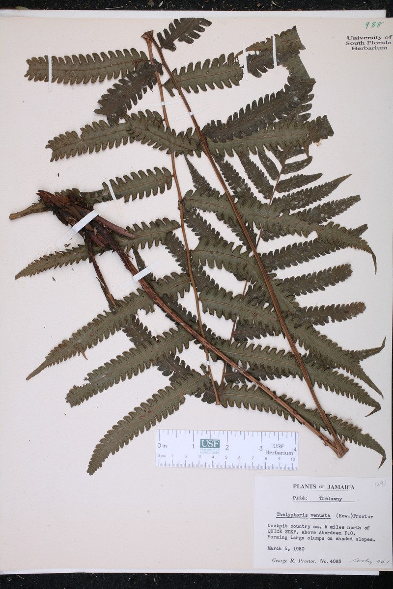 Thelypteris venusta photo 2