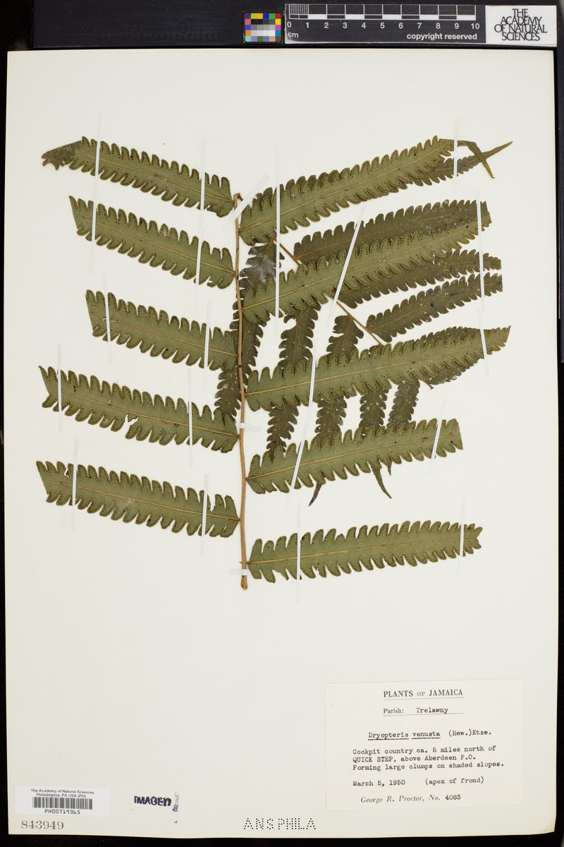 Thelypteris venusta photo 3