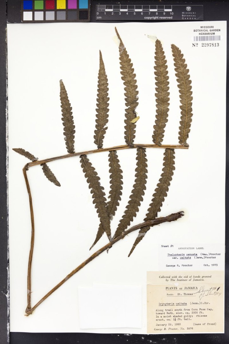 Thelypteris venusta var. usitata