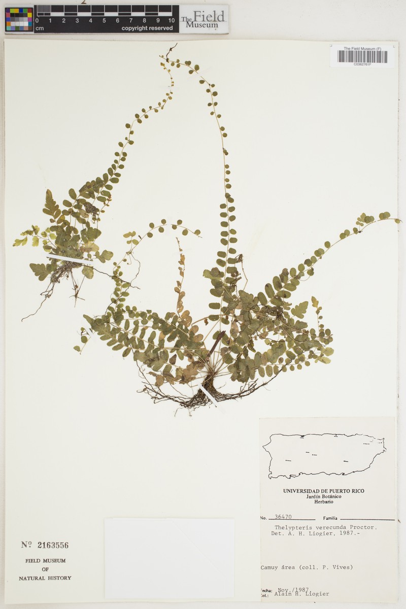 Barrio Charcas Maiden Fern