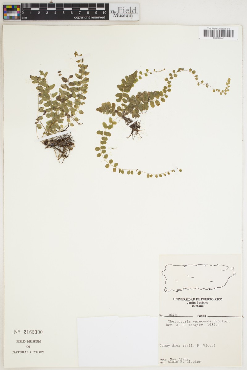 Barrio Charcas Maiden Fern photo 2