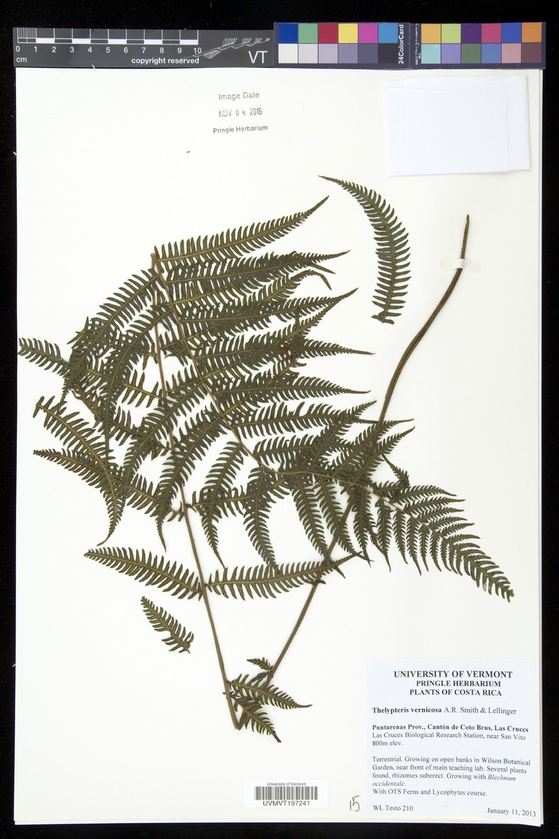 Thelypteris vernicosa