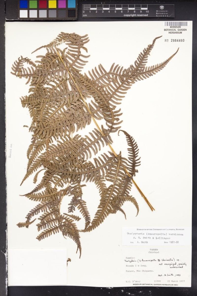 Thelypteris vernicosa photo 2
