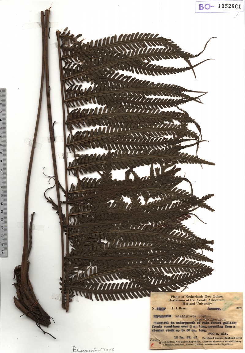 Thelypteris vestigiata