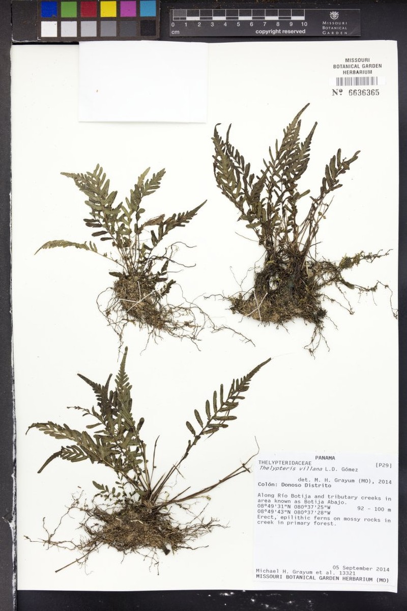 Thelypteris villana