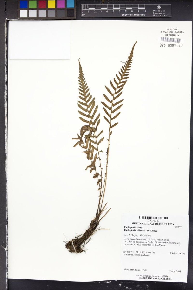 Thelypteris villana photo 2