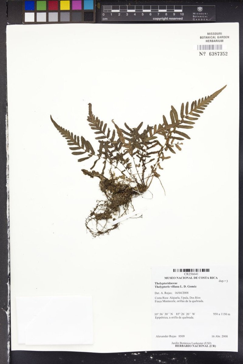 Thelypteris villana photo 3