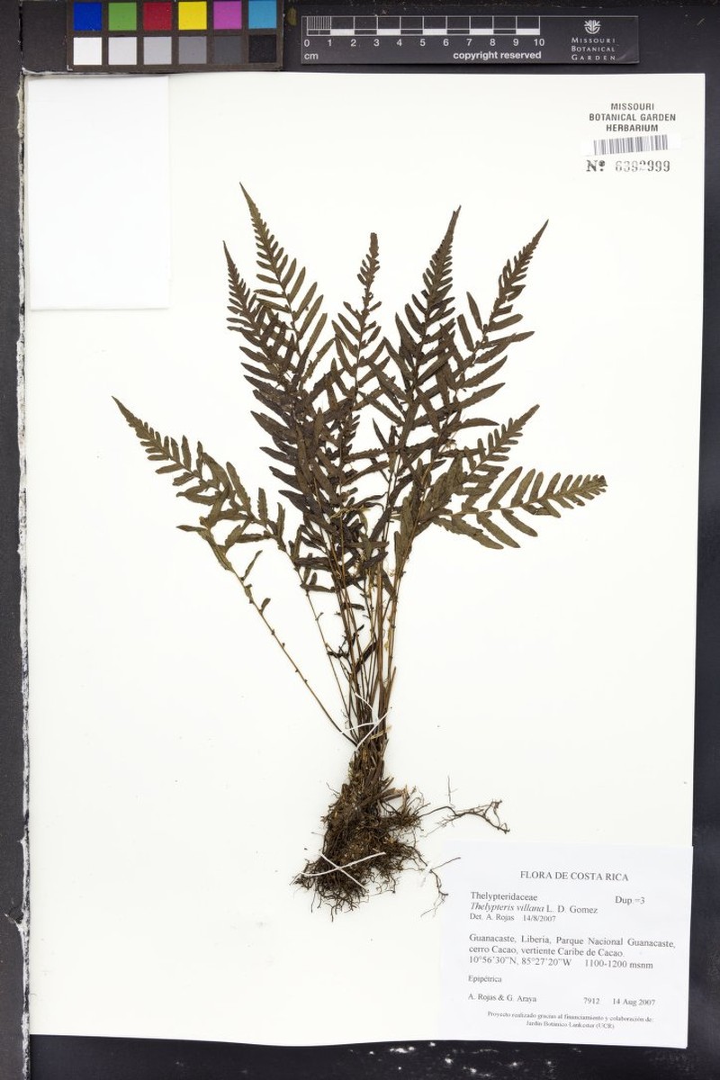 Thelypteris villana photo 4
