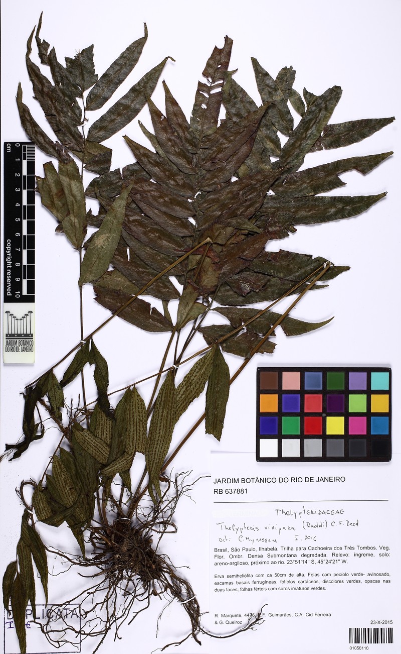 Thelypteris vivipara