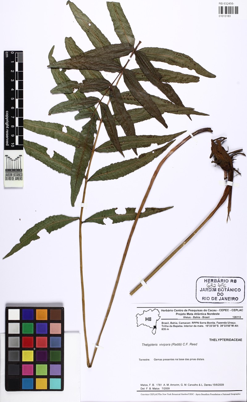 Thelypteris vivipara photo 2