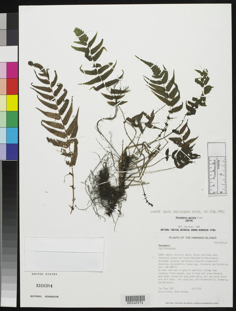 Waioli Valley Maiden Fern