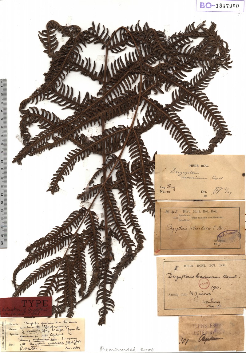 Thelypteris wariensis
