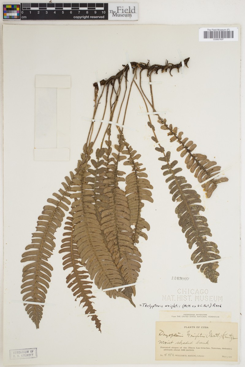 Thelypteris wrightii