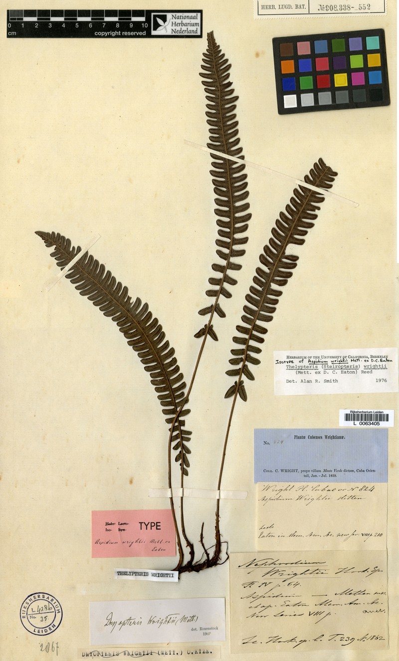 Thelypteris wrightii photo 2