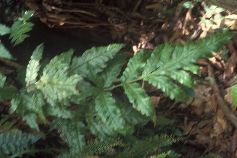 Puerto Rico Maiden Fern